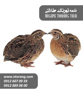 فروش جوجه بلدرچین یکروزه و مولد تخمگذار